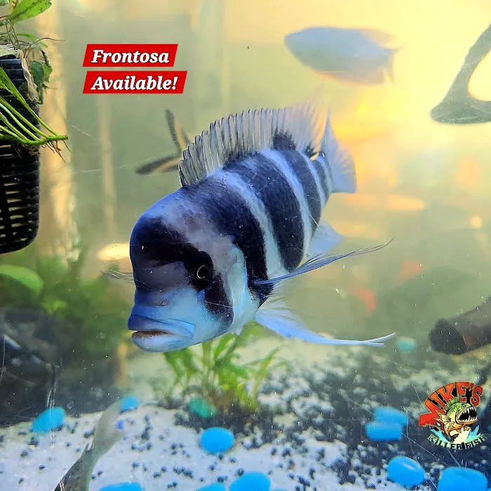 Mike's Killer Fish Picture 1
