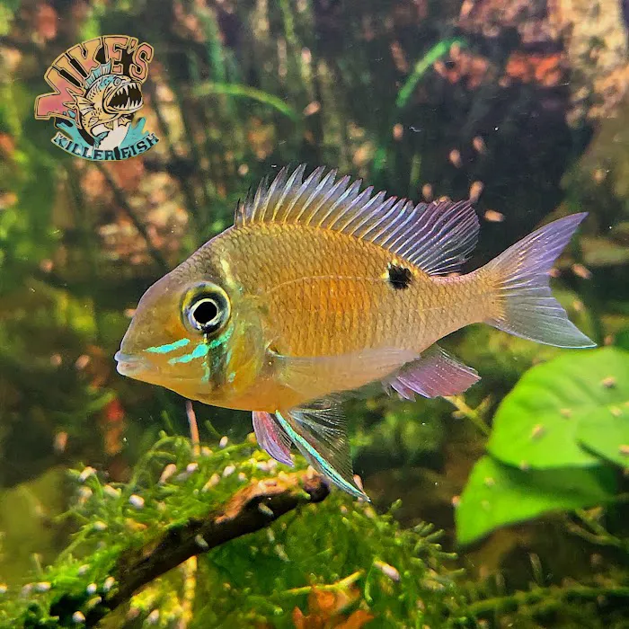 Mike's Killer Fish Picture 9