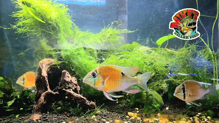 Mike's Killer Fish Picture 7