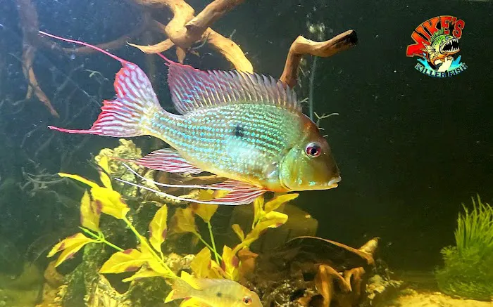 Mike's Killer Fish Picture 10