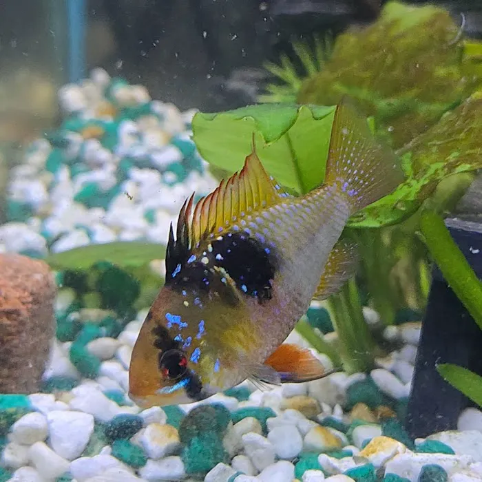 Mike's Killer Fish Picture 6
