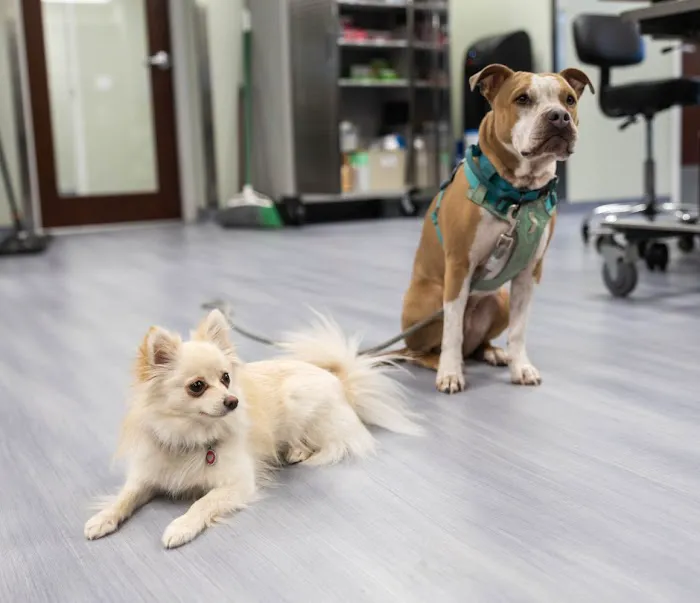 Animal Clinic of Milford Picture 3