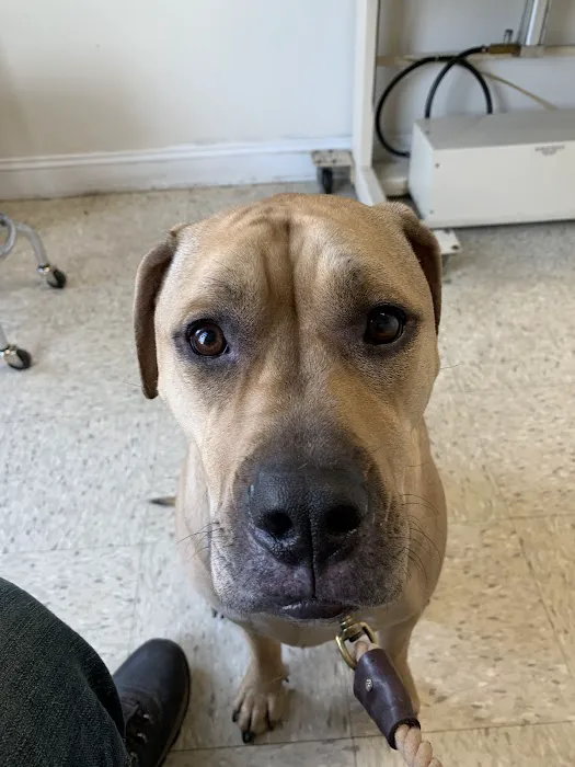 Animal Clinic of Milford Picture 8