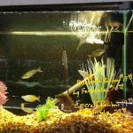 Fish Den Inc.