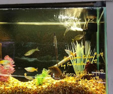 Fish Den Inc.