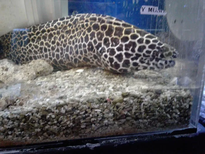Fish Den Inc. Picture 6