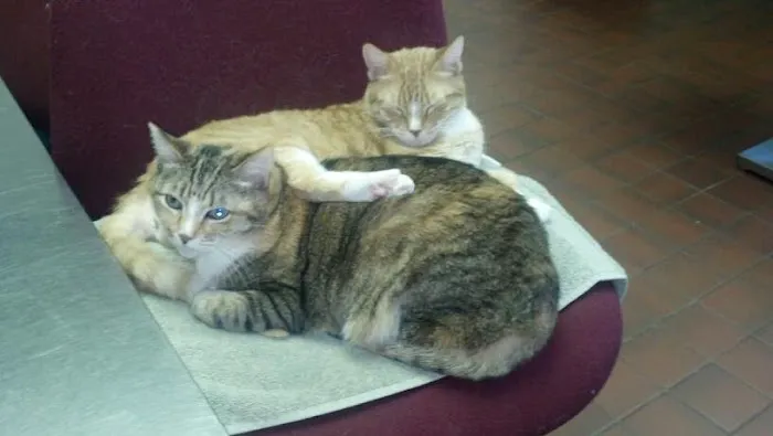 Pond Point Animal Hospital Picture 2