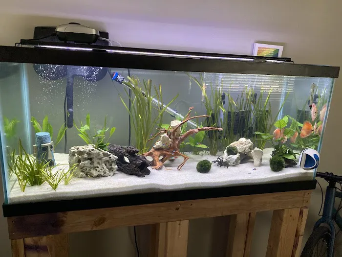 Golden Fish Aquariums Picture 5