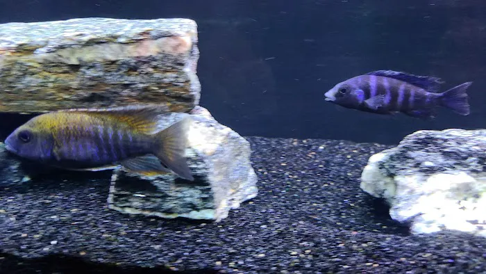 Golden Fish Aquariums Picture 9