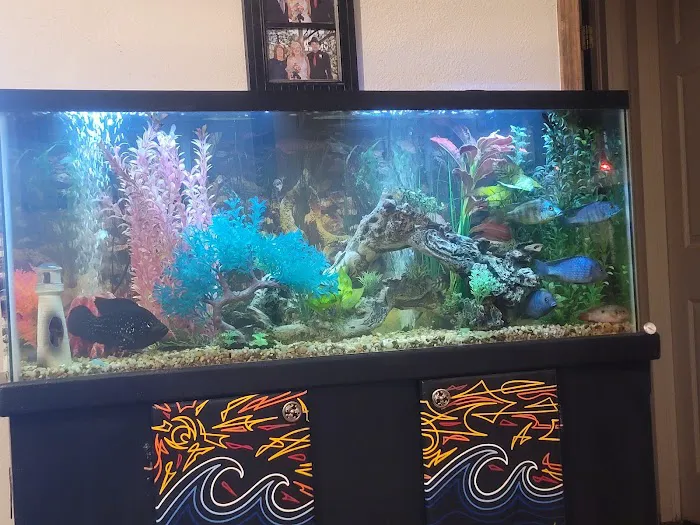Golden Fish Aquariums Picture 7