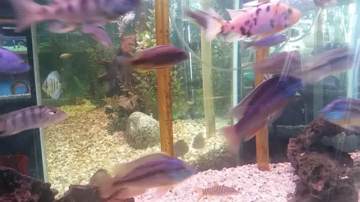Golden Fish Aquariums Picture 6