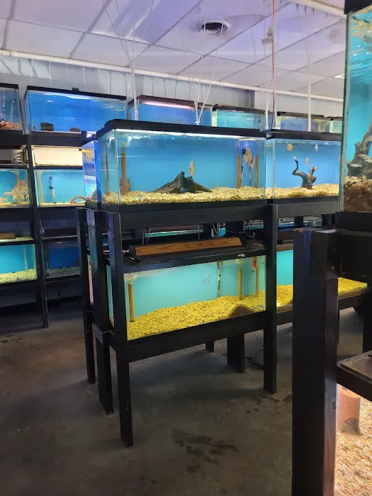 Golden Fish Aquariums Picture 8