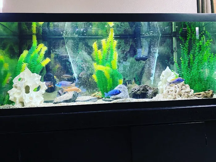 Golden Fish Aquariums Picture 4