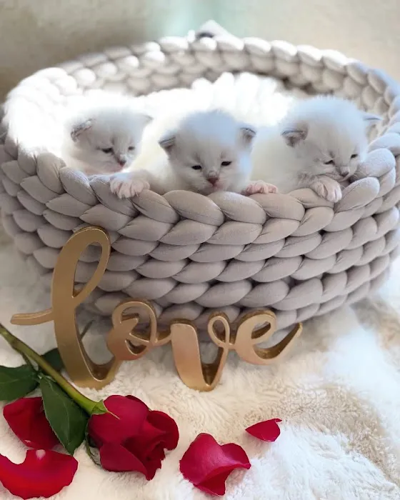 Lana sebirian neva cattery Picture 2