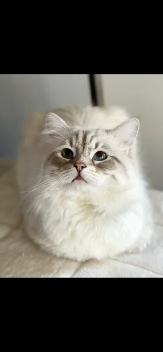 Lana sebirian neva cattery Picture 1