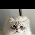 Lana sebirian neva cattery
