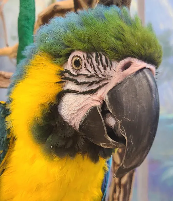Pet World Picture 2