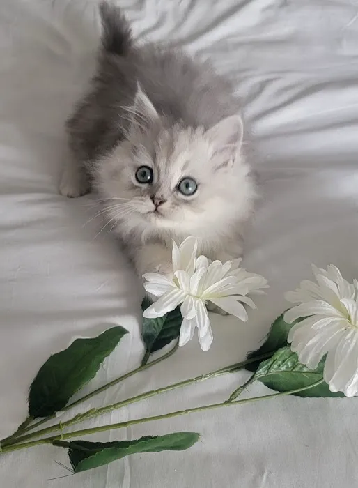 Pretty Precious Persians Kitten Cattery Picture 8