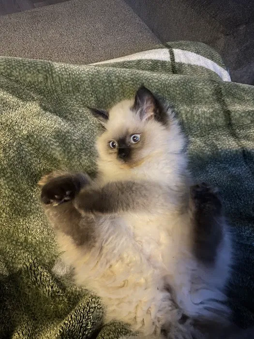 Pretty Precious Persians Kitten Cattery Picture 5
