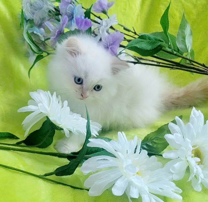 Pretty Precious Persians Kitten Cattery Picture 1