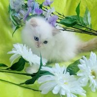 Pretty Precious Persians Kitten Cattery ico