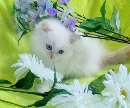 Pretty Precious Persians Kitten Cattery
