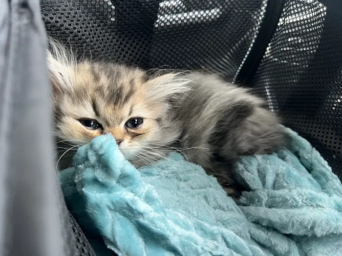 Pretty Precious Persians Kitten Cattery Picture 4