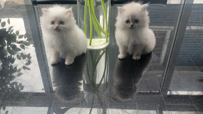 Pretty Precious Persians Kitten Cattery Picture 2