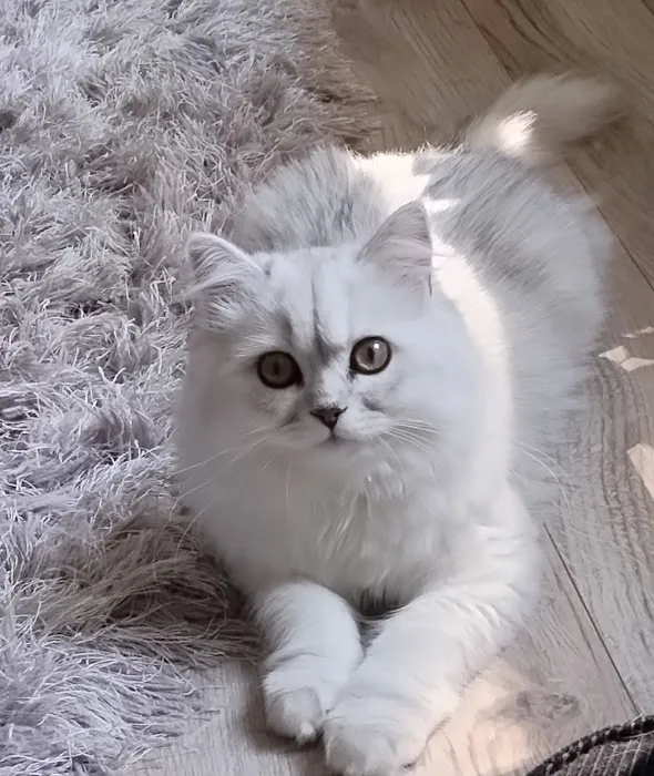 Pretty Precious Persians Kitten Cattery Picture 3