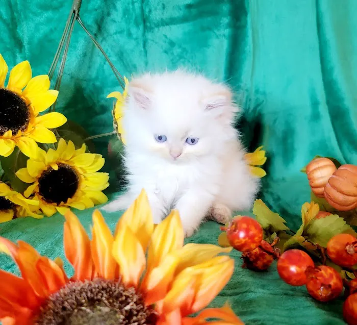 Pretty Precious Persians Kitten Cattery Picture 9