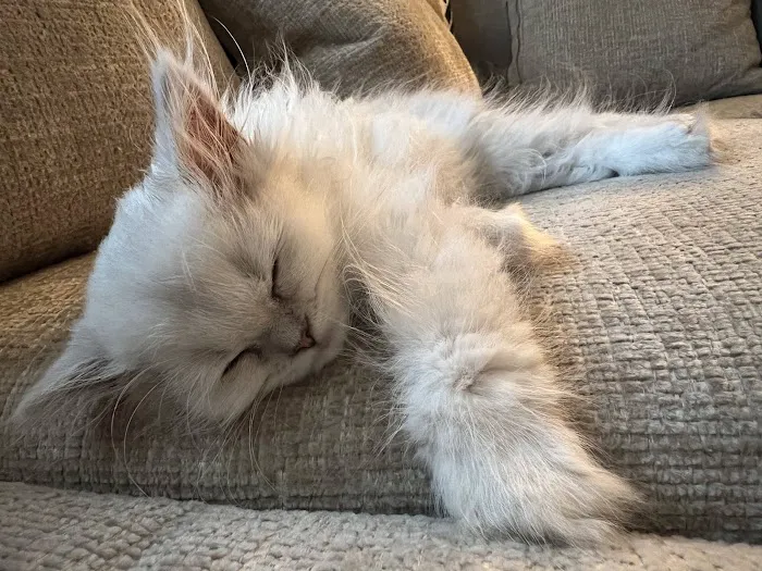 Pretty Precious Persians Kitten Cattery Picture 6