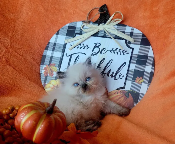 Pretty Precious Persians Kitten Cattery Picture 10