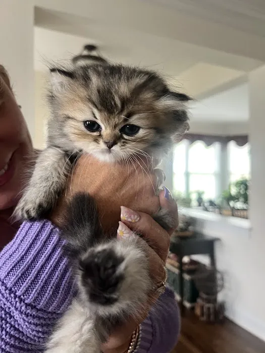 Pretty Precious Persians Kitten Cattery Picture 7