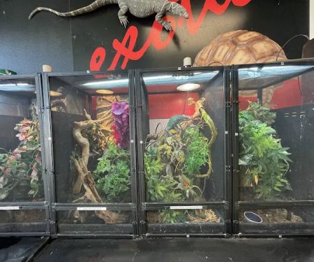 Scales N Tails Lakewood