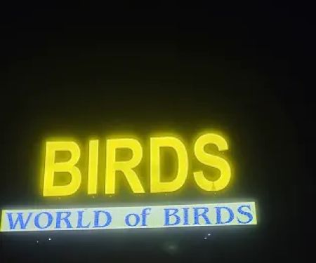 World Of Birds