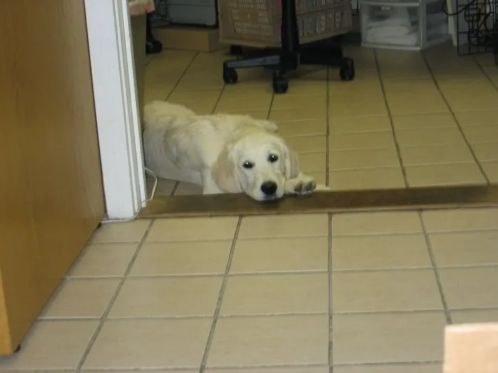 VCA Foxon Animal Hospital Picture 9