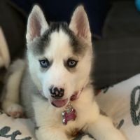 VCA ANIMAL HOSPITAL BY FOXON ico