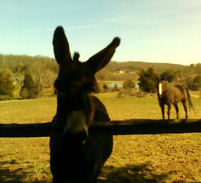 Warrenton Horse Works PLC Picture 4