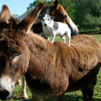 Warrenton Horse Works PLC ico