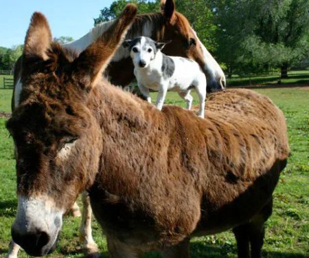 Warrenton Horse Works PLC