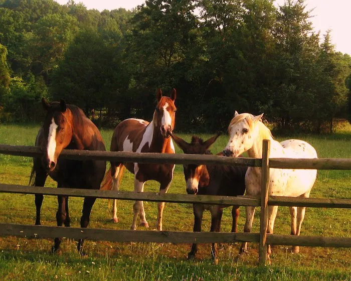 Warrenton Horse Works PLC Picture 8