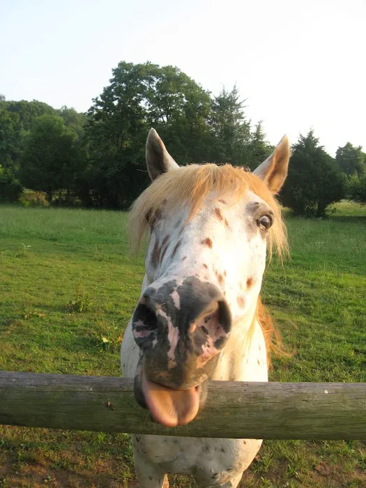 Warrenton Horse Works PLC Picture 9