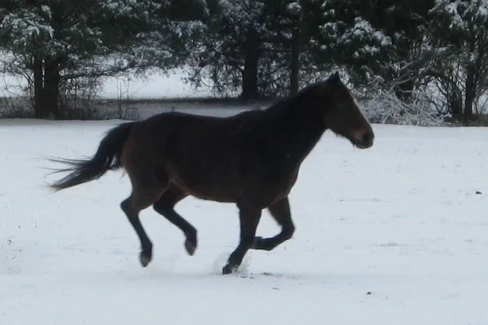 Warrenton Horse Works PLC Picture 3