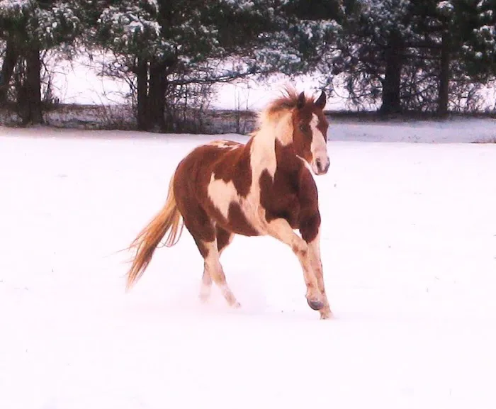 Warrenton Horse Works PLC Picture 7