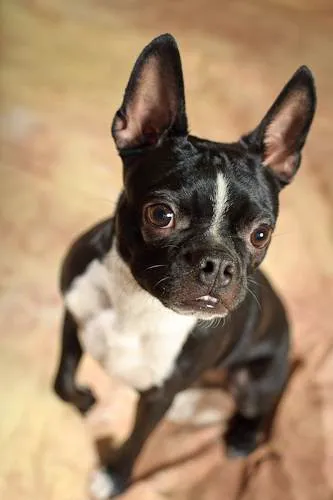 Kriser's Natural Pet Picture 1