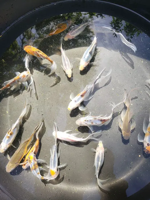 Mile High Koi Picture 9