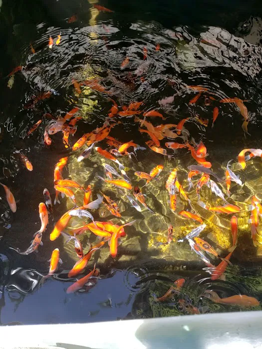Mile High Koi Picture 1