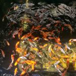 Mile High Koi