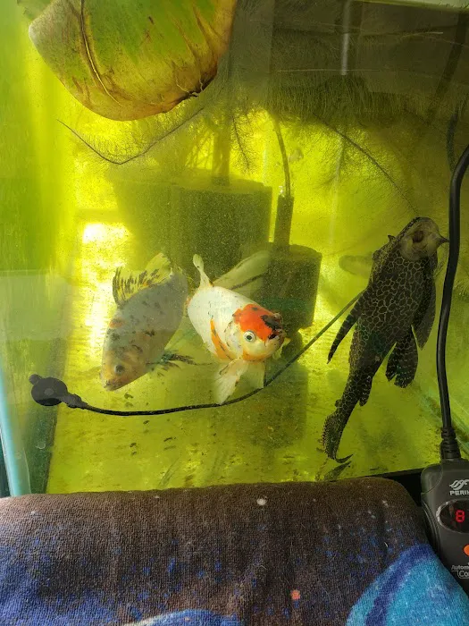 Mile High Koi Picture 4