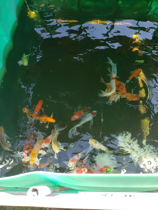 Mile High Koi Picture 10